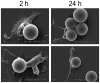 Fig. 2