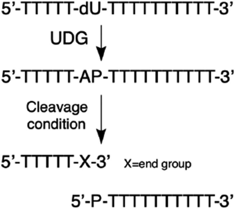 Scheme 2.