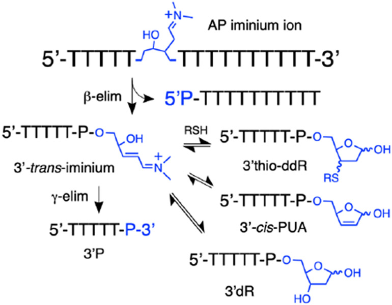 Scheme 6.