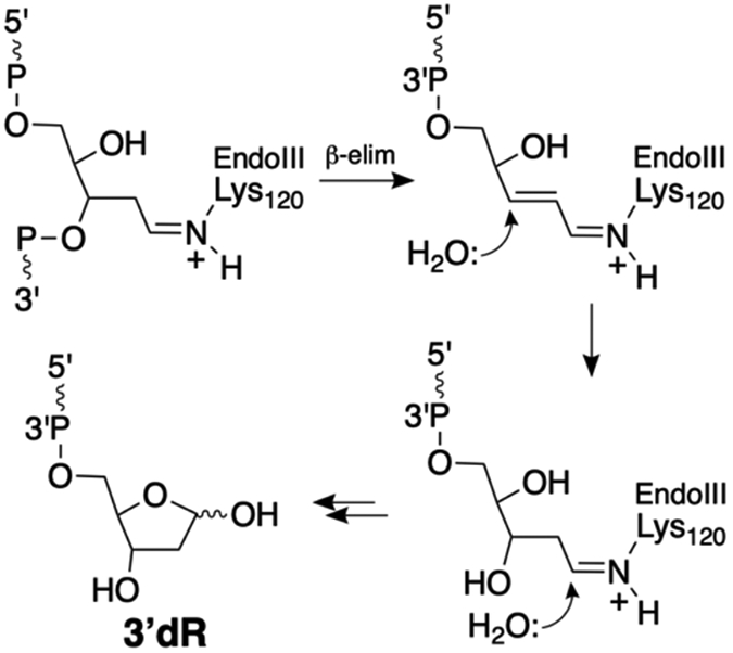 Scheme 7.