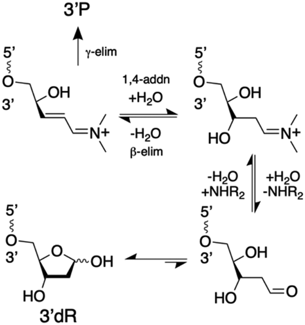 Scheme 5.