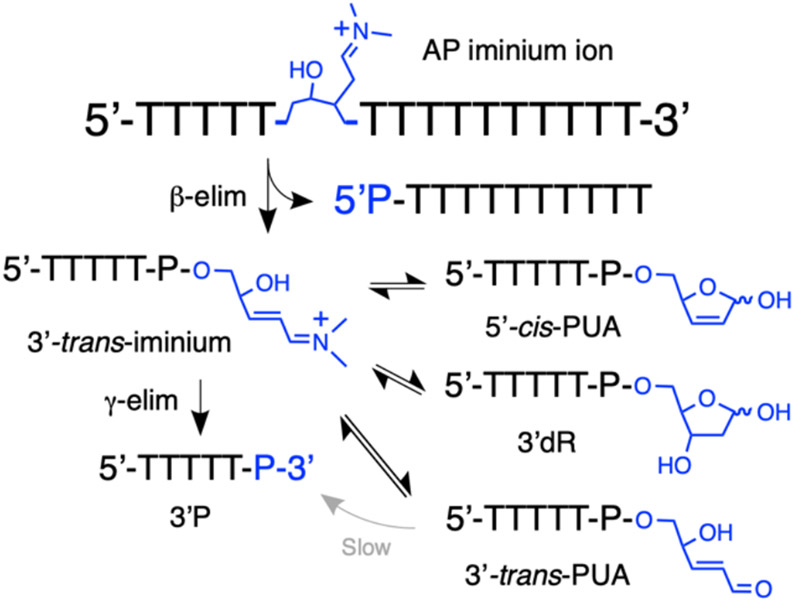 Scheme 4.