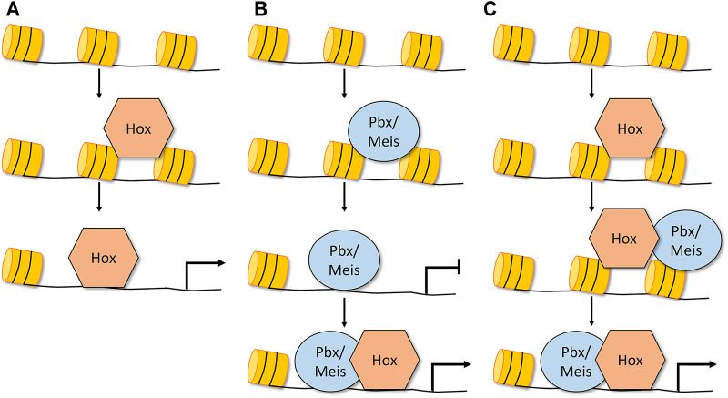 FIGURE 2