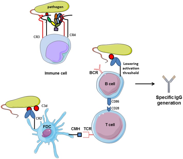 Figure 6