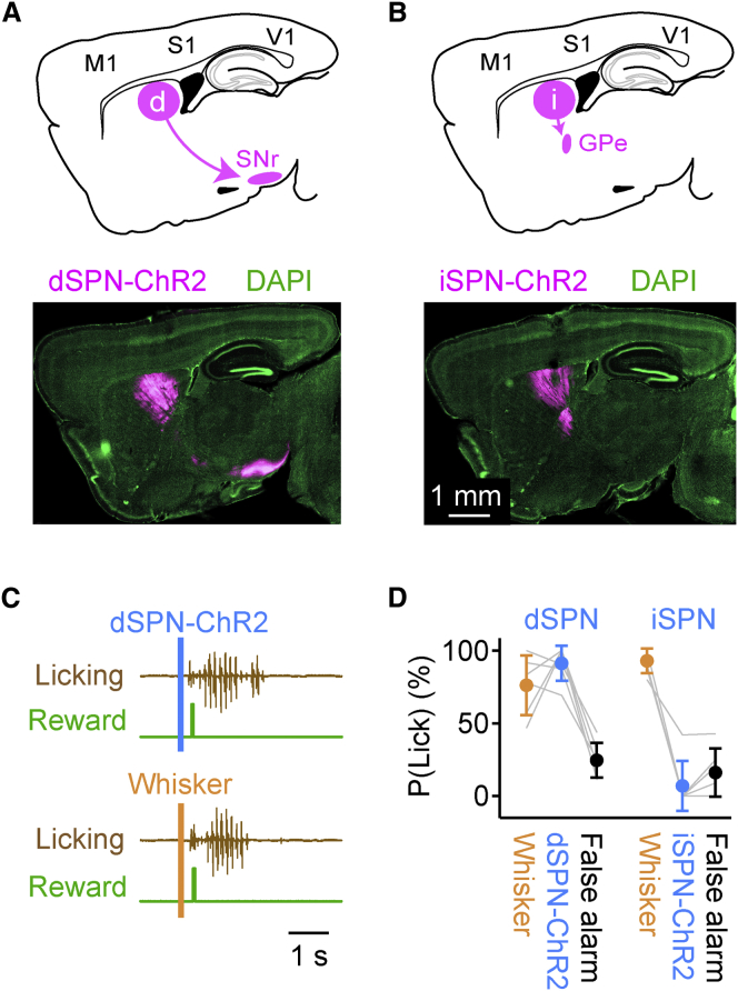 Figure 4