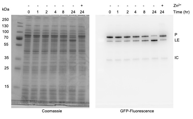 Figure 5.