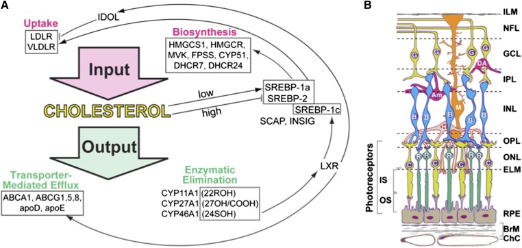 Fig. 1.