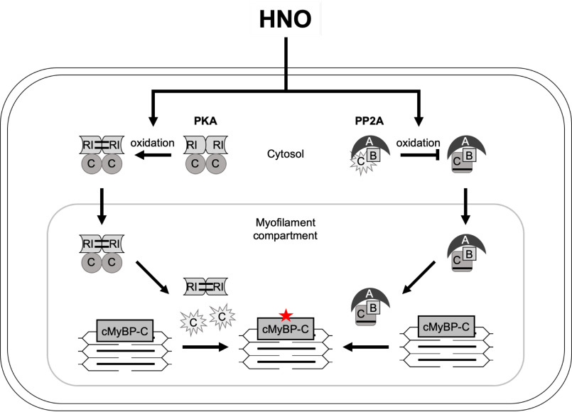 Figure 11.