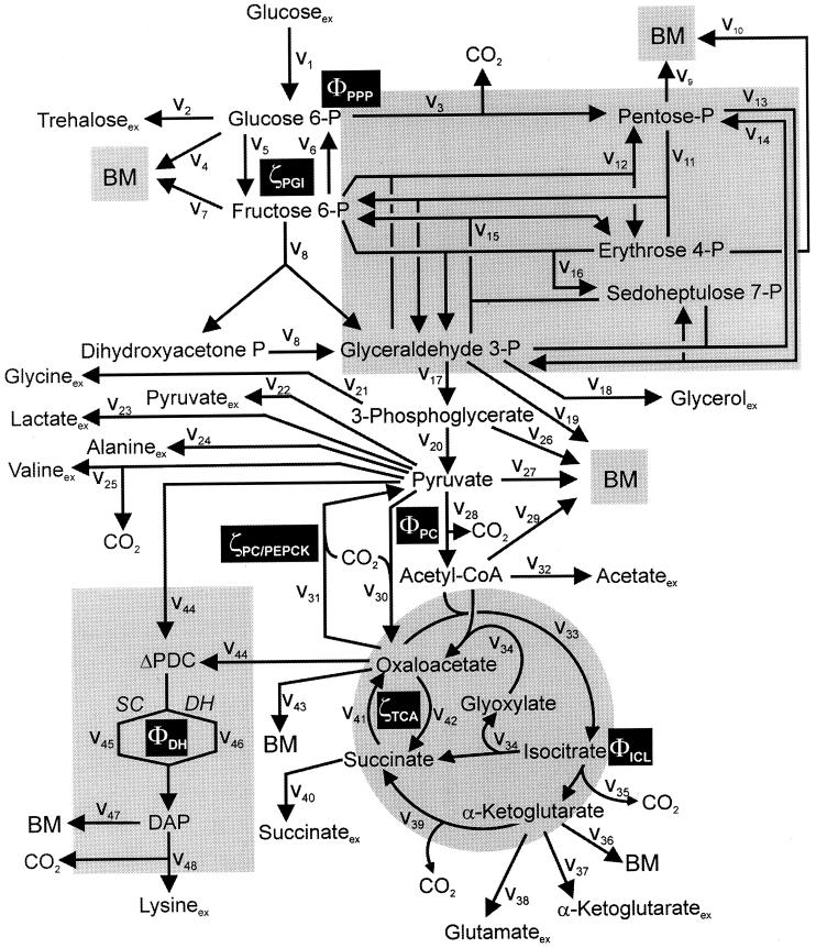 FIG. 1.