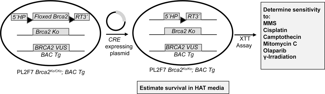 Figure 1: