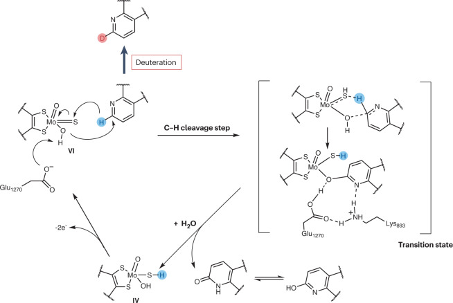 Box 1 Aldehyde oxidase in drug discovery and development