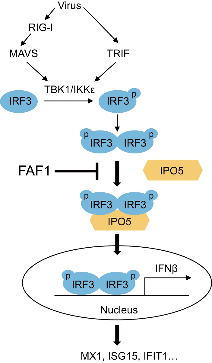 FIG 10