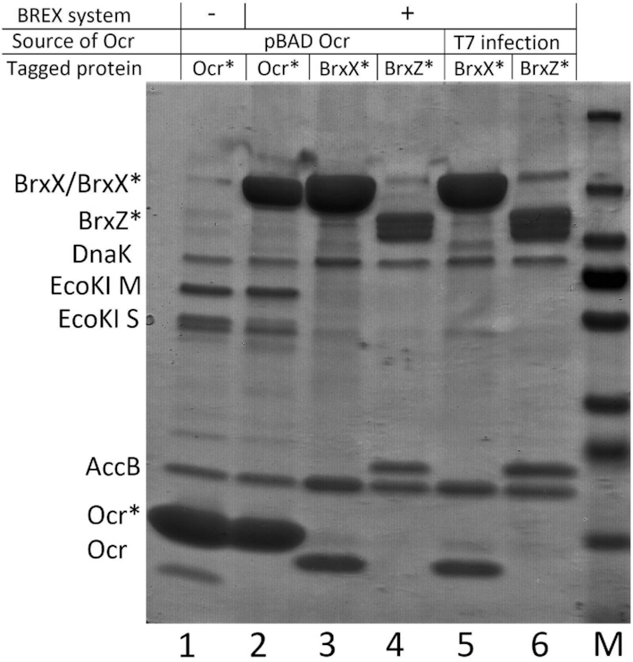 Figure 5.