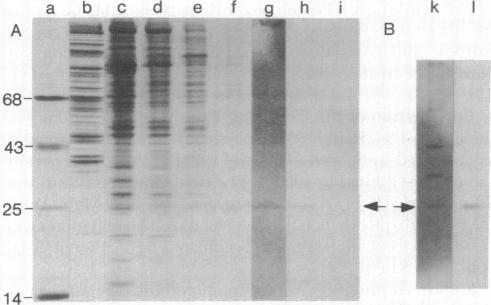 graphic file with name pnas00665-0087-a.jpg