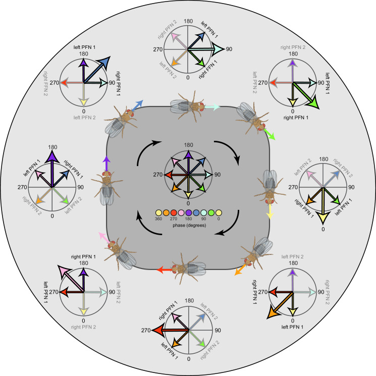 Figure 70—figure supplement 1.