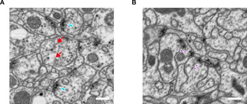 Appendix 1—figure 1.