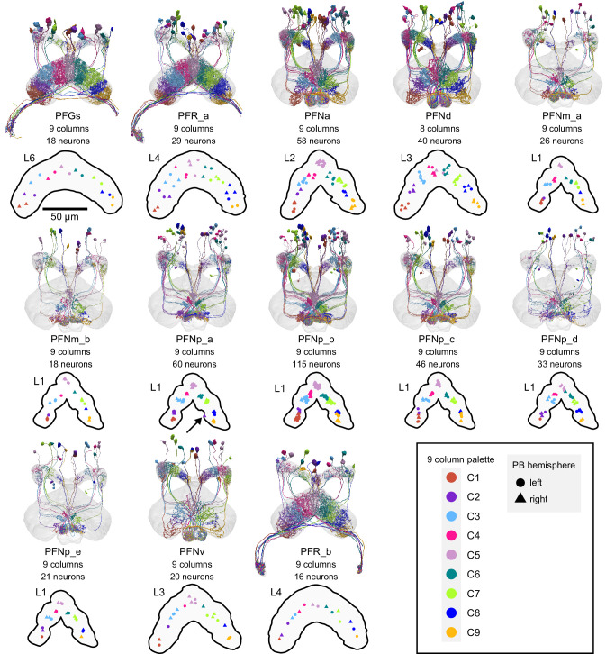 Figure 29—figure supplement 1.