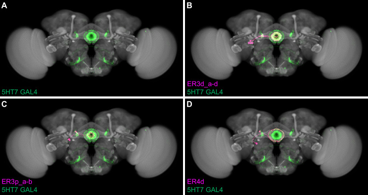 Figure 53—figure supplement 1.