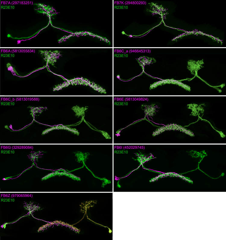 Figure 48—figure supplement 3.