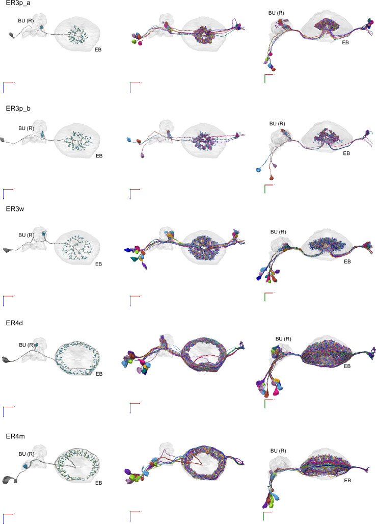 Figure 10—figure supplement 8.