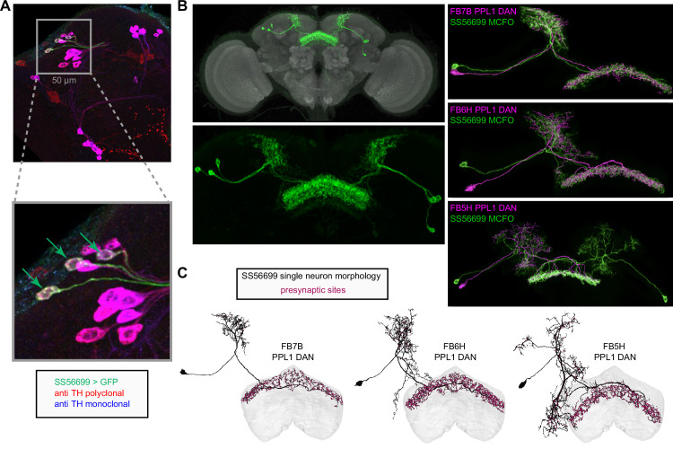 Figure 49.