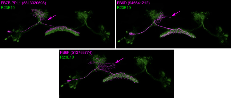 Figure 48—figure supplement 4.