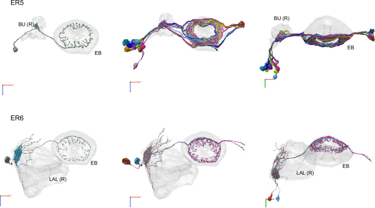 Figure 10—figure supplement 9.