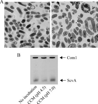 FIG. 8.