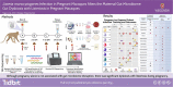 Graphical Abstract