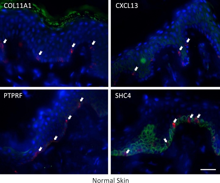 Figure 4a