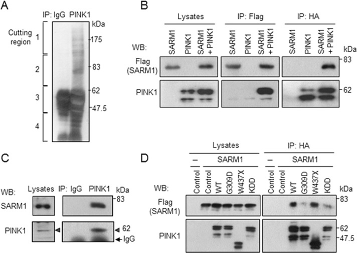 FIGURE 1: