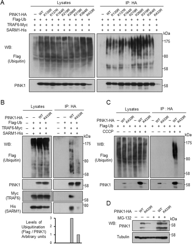 FIGURE 6: