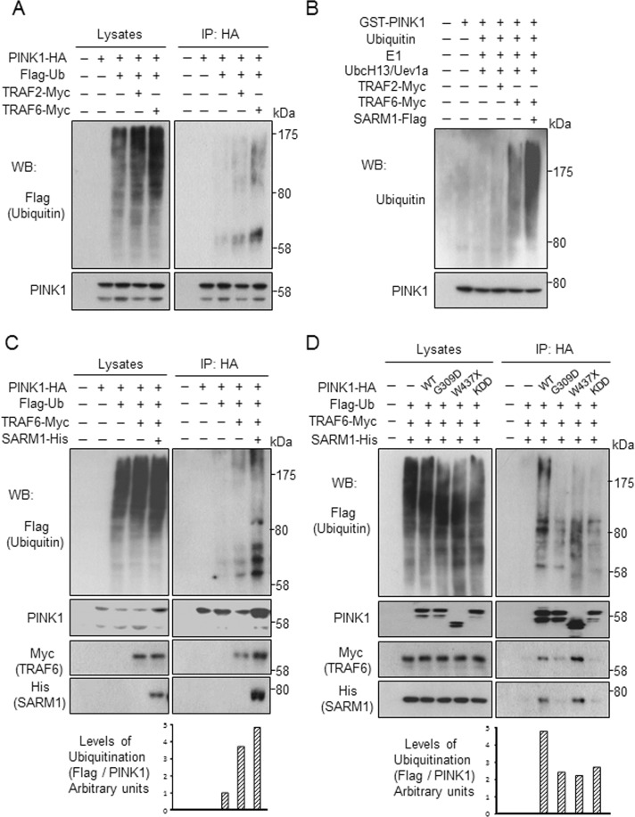 FIGURE 4: