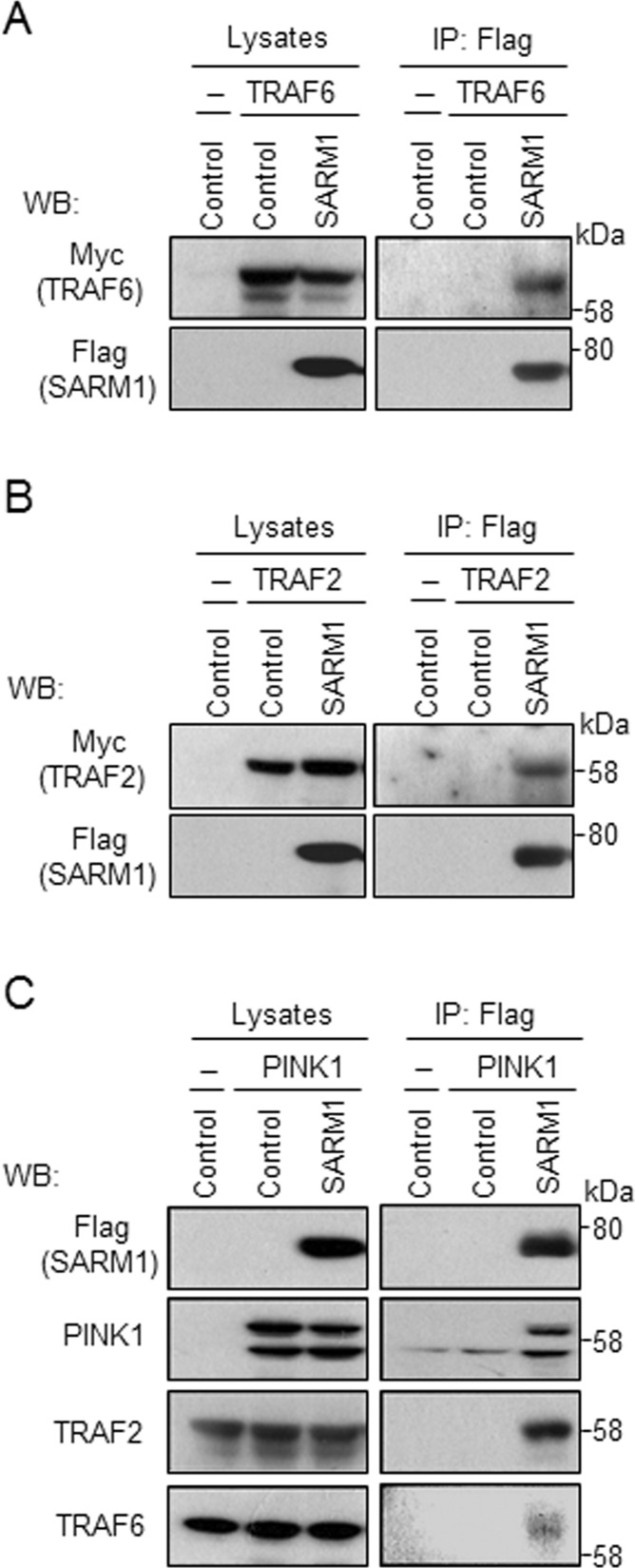 FIGURE 3: