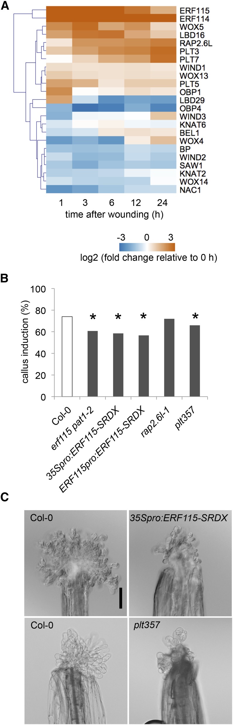 Figure 7.