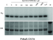 Figure 3—figure supplement 2.