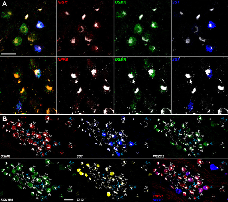 Figure 5—figure supplement 1.