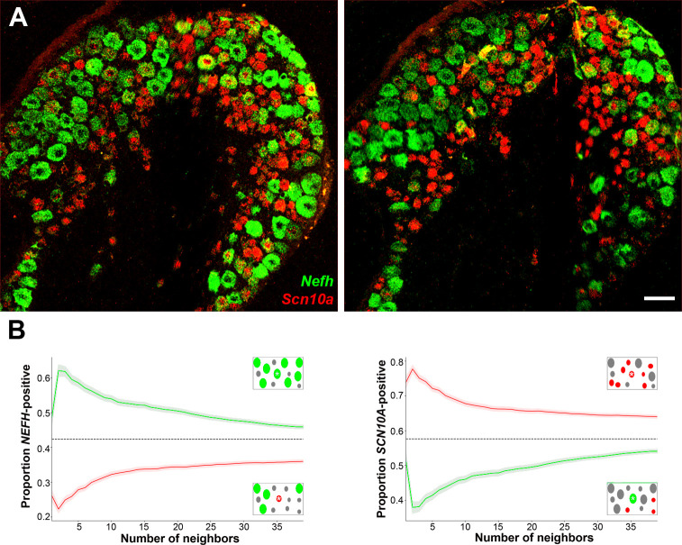 Figure 4—figure supplement 2.