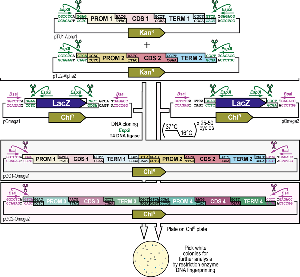 Figure 11.