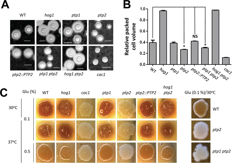 FIG 3