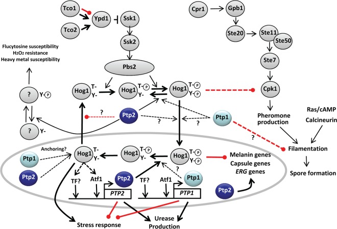 FIG 11