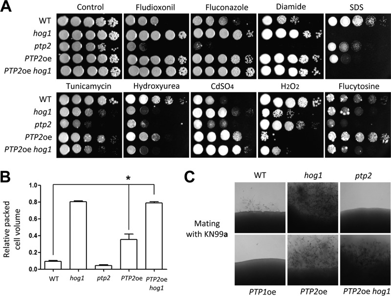 FIG 6