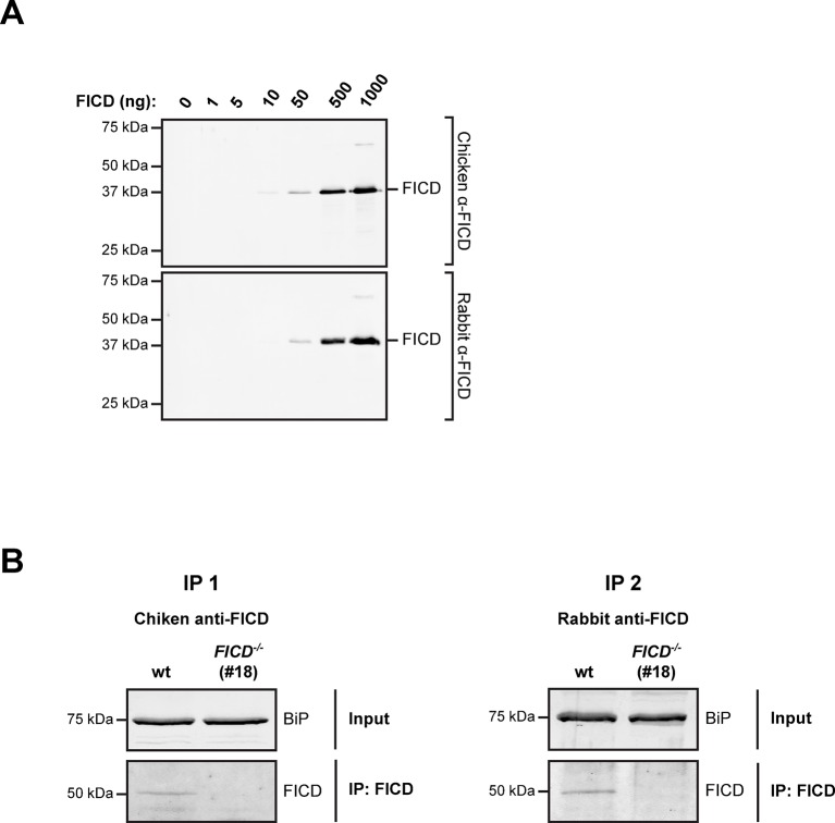 Figure 10—figure supplement 1.