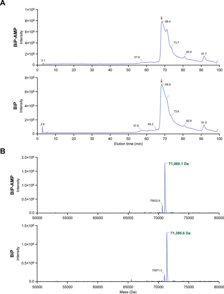 Figure 4—figure supplement 1.