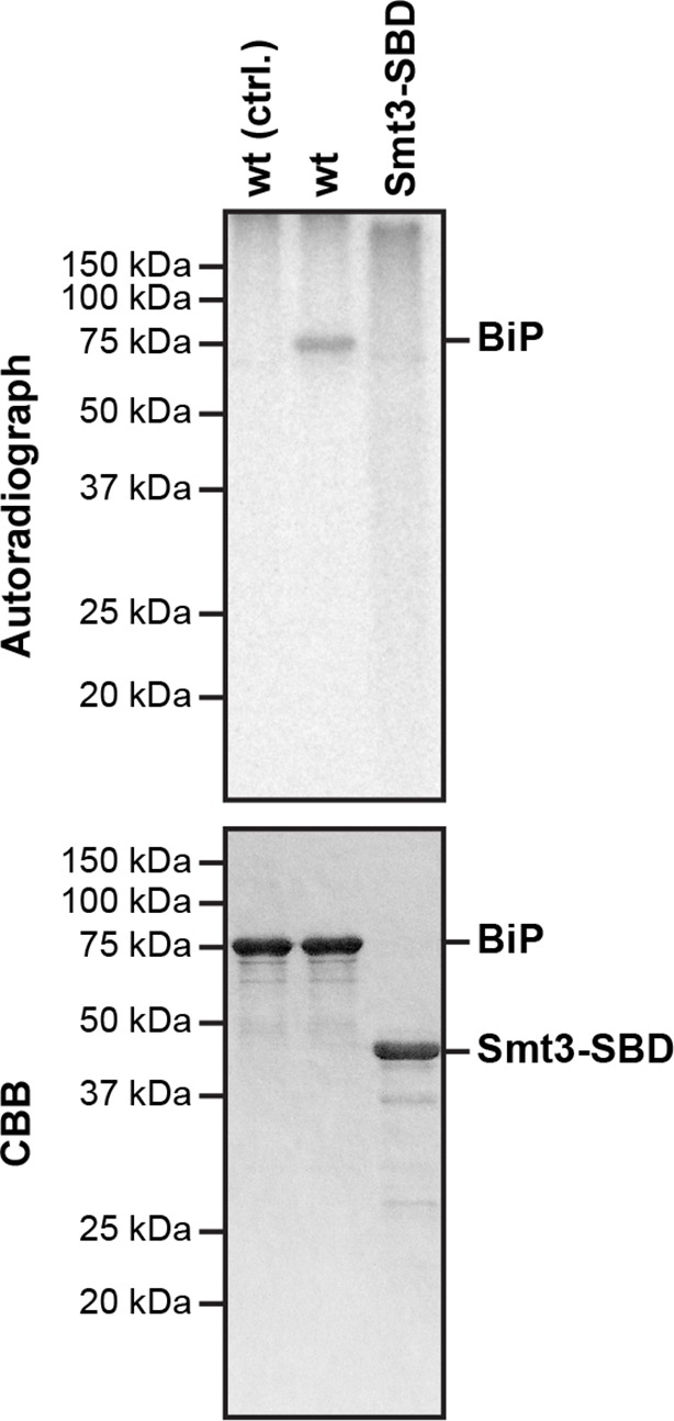 Figure 7—figure supplement 1.