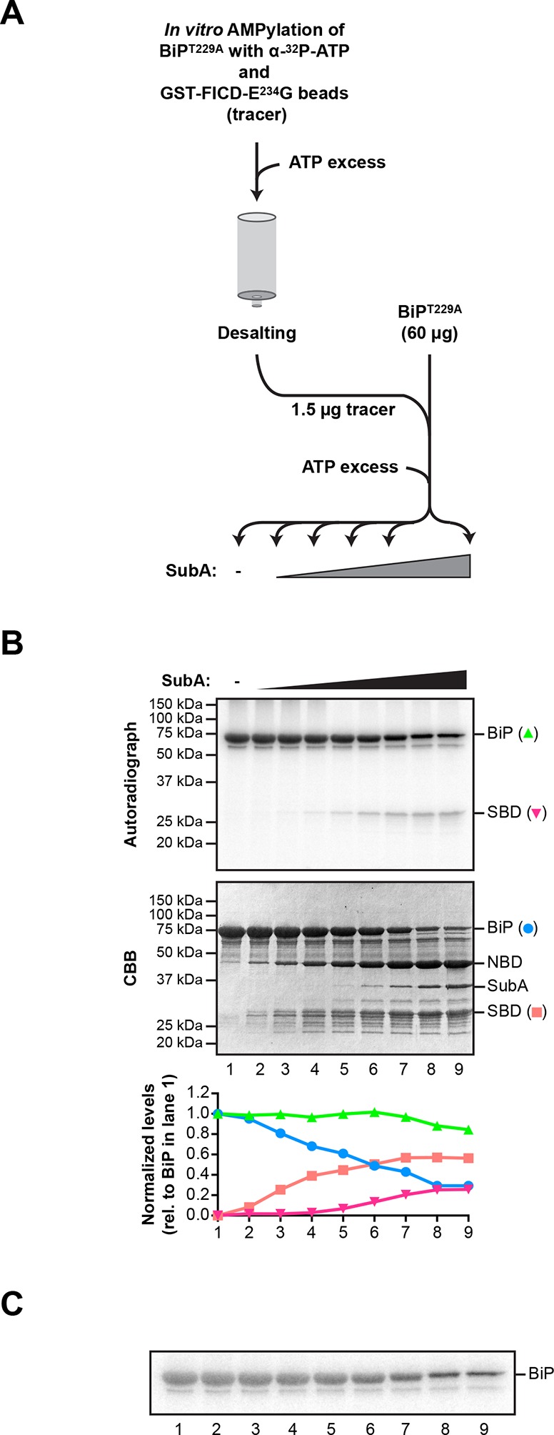 Figure 3—figure supplement 1.