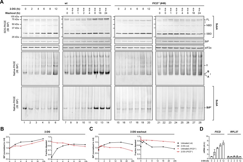 Figure 2—figure supplement 1.