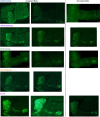 Figure 1—figure supplement 3.