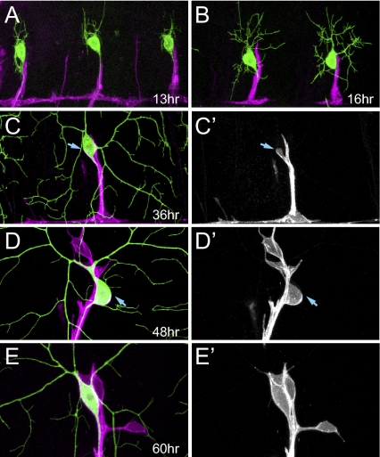 Fig. 4.