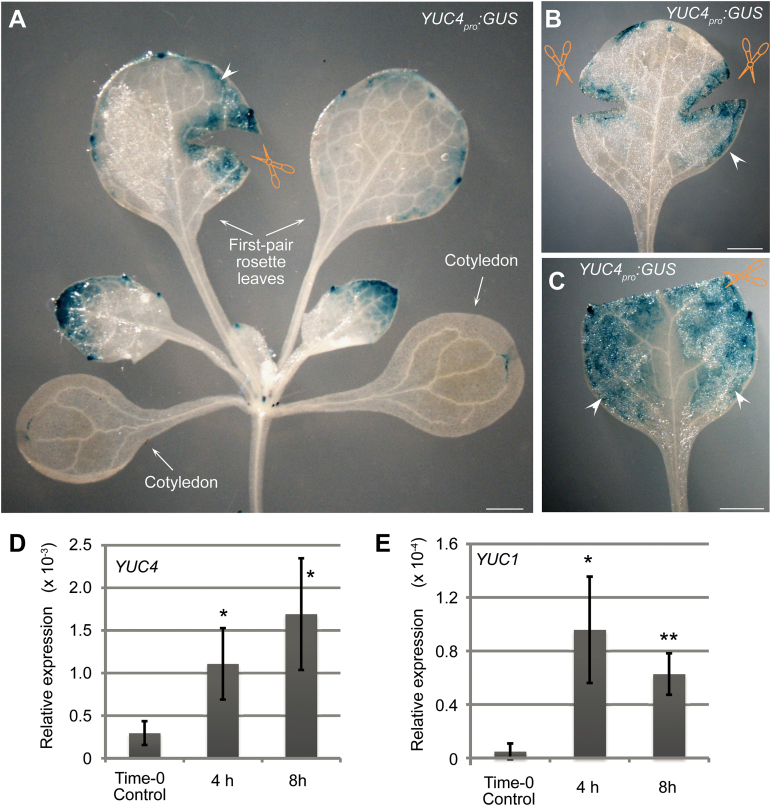 Fig. 6.